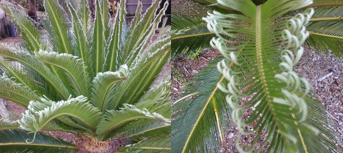 [Two photos spliced together. On the left is a view of the branches of unfurling leaves. On the right is a close view of one branch with some of the very thin leaves with their ends tightly curled.]